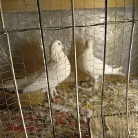 کفتر یک جفت