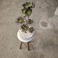 گل بونسای (درختچه بونسای آئونیوم بنفش)|گل و گیاه طبیعی|شهرکرد, |دیوار