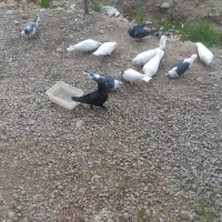 فروش کبوتر|پرنده|یاسوج, |دیوار