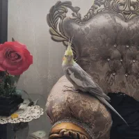 عروس هلندی نر