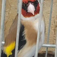 سهره سر سیا  مست