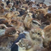 جوجه محلی۷روزه اردک جوجه رنگی از مرغ خروس محلی