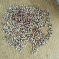 خریدار انواع ارقام پسته|خدمات باغبانی و درختکاری|سروستان, |دیوار