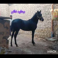 کره مادیان