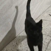 گربه / گربه سیاه / گربه خانگی|گربه|تویسرکان, |دیوار