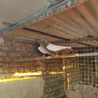 رنگه جفتگاه|پرنده|مشهد, ویلاشهر|دیوار