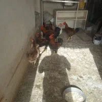 مرغ خروس لاری