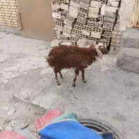 بره|حیوانات مزرعه|اهواز, کوی ملی راه|دیوار