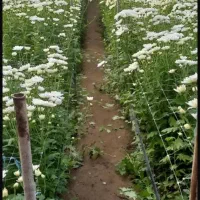 فروش گلخانه ی ۲۵۰۰ متری در گلزار