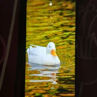 سامسونگ a12 بی کارتون|موبایل|گرگان, |دیوار