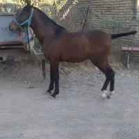 کره شیخ شاه