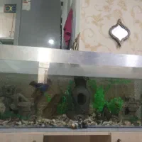 اکواریوم با تمام وسایل