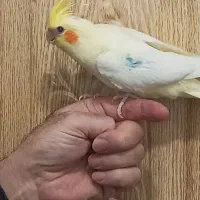 پرنده دستی نر آماده آماده|پرنده|مراغه, |دیوار