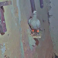 سار کله هما زات کرم