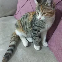 گربه خاکستری طوسی|گربه|اسفراین, |دیوار