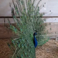 فروش طاووس مصری نر و ماده