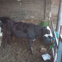 گوساله ماده چاق