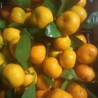 نارنگی شیرین