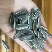 تخمه خوی