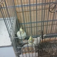 نر و ماده عروس هلندی تخمی نزدیک تخم کردن هم هستن