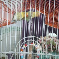 هلندی و برزیلی رنگ|پرنده|بندر گناوه, |دیوار