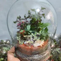 ویژه روز مادر تراریوم رطوبتی.|گل و گیاه طبیعی|تهران, مشیریه|دیوار