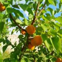 باغ ویلا ،سد امند|فروش خانه و ویلا|صوفیان, |دیوار