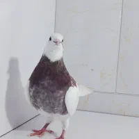 کبوتر
