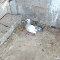 کبوتر ماده خوشکل|پرنده|رفسنجان, |دیوار