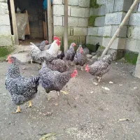 تخم مرغ نژاد پیلموت راک|حیوانات مزرعه|دالخانی, |دیوار