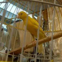 ۳ عدد قناری نر مست یکسره بخون ۱ جوجه نر