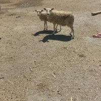 بره نر و ماده رومانوف