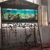 آکواریوم|ماهی|سبزوار, قصبه اب یمین|دیوار