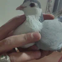 کفتر دمگیر ماده