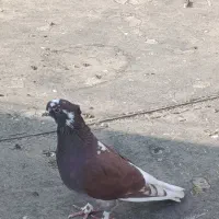 فروش دو نر