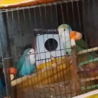 پرنده|پرنده|خمینیشهر, |دیوار