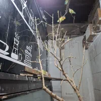 پرنده زینتی /عروس هلندی/طوطی برزیلی/مرغ عشق/