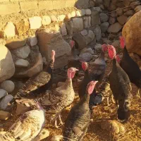 ۶عدد قلمون ماده ۲عددنر