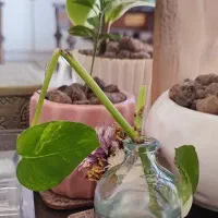 فروش ویلایی ۳دانگی والفجر ۳تا واحد