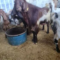 بز نر دورگ پاکستانی بوئر