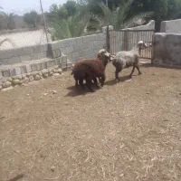 بره جهت کشتن