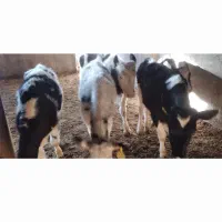 گوساله جنس ۱۵۰ کیلو تعد ۴ راس