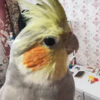 عروس هلندی نر اهلی و سخنگو با قفس