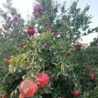باغ-اناری-جعفر-آباد-جرم-افشار