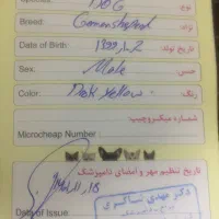 سگ ژرمن شپرد|سگ|کهنوج, |دیوار