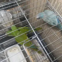 فروش جوجه راهب