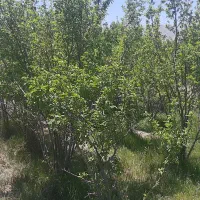 زمین باغ آلو ۴۴۹ متری بابا سلطان|فروش زمین و ملک کلنگی|خوانسار, |دیوار