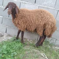 گوسفند نر افشار