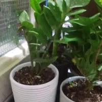 گل گل|گل و گیاه طبیعی|قم, علی آباد سعدگان|دیوار