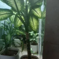 گل وگلدون|گل و گیاه طبیعی|محمدیه-قزوین, |دیوار